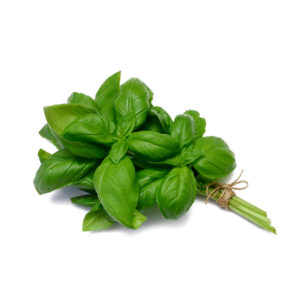 Basilic