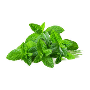Menthe